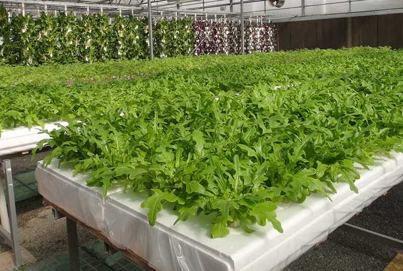 leaves vegetables is growing by hydroponic system in greenhouse