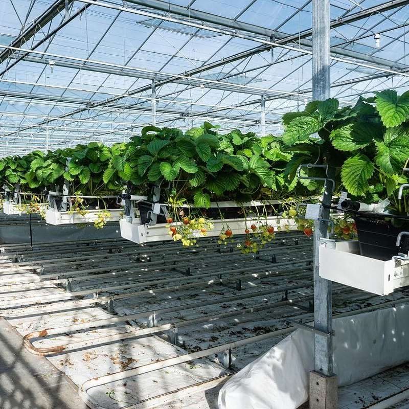 strawberry hydroponic system