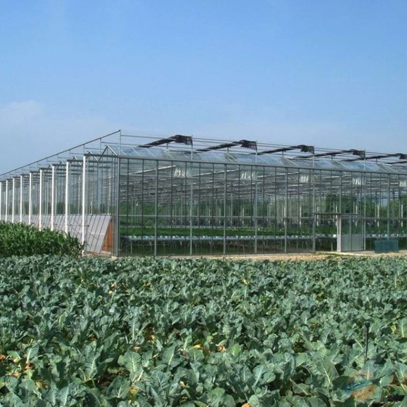 venlo glass greenhouse